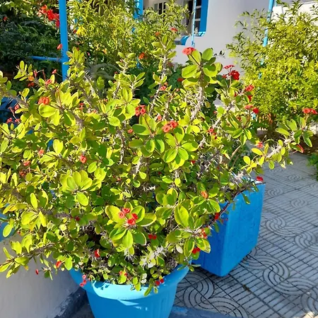 Aegean Lägenhetshotell Kéfalos