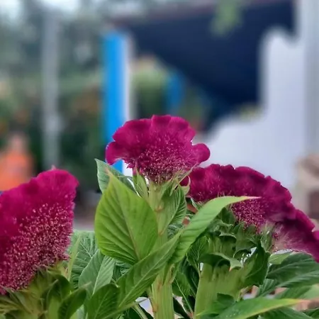 Aparthotel Aegean Kéfalos