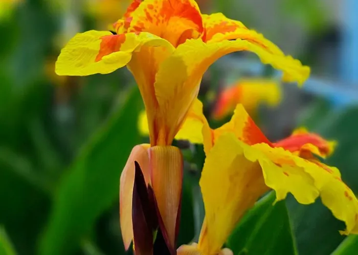 公寓式酒店 Aegean 克法洛斯