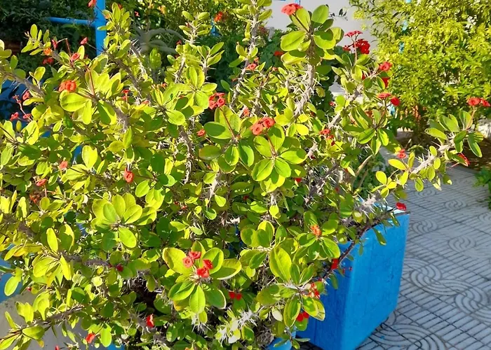 Aegean 公寓式酒店 克法洛斯