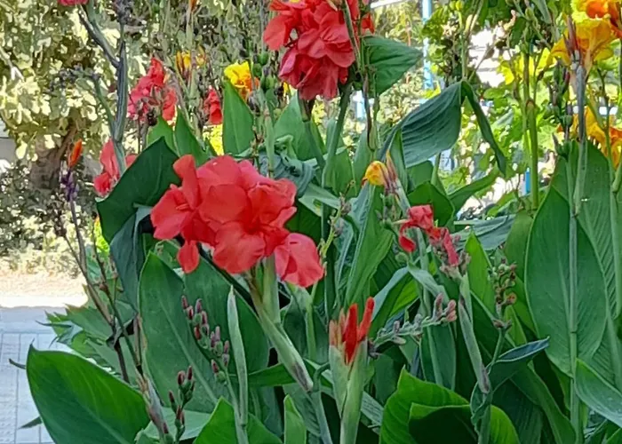 شقة فندقية Aegean *