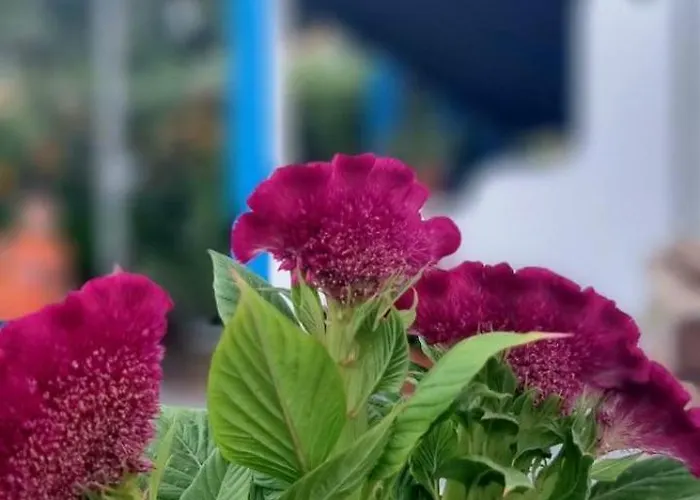 شقة فندقية Aegean Kéfalos