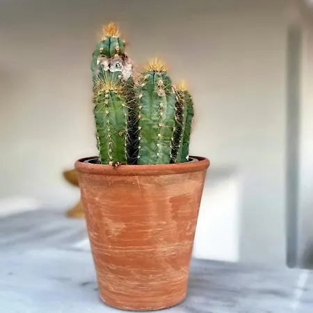 Aegean 아파트호텔