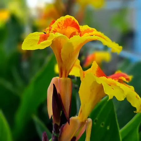 아파트호텔 Aegean 케팔로스